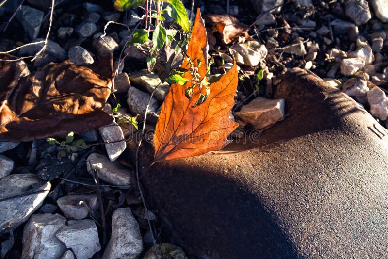 Brilliant Red Fall Leaf On River Rocks Stock Photo Image Of Leaf