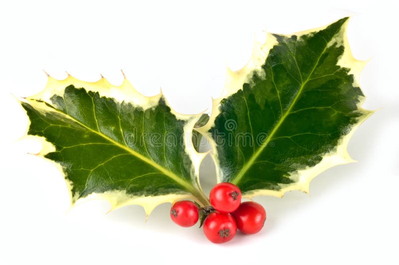 Variegated holly sprig with vivid red berries isolated on white background in horizontal format. Variegated holly sprig with vivid red berries isolated on white background in horizontal format
