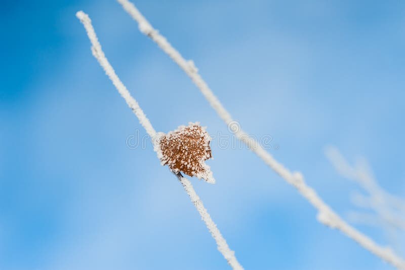 Brina sull'albero nella foresta di inverno immagine stock