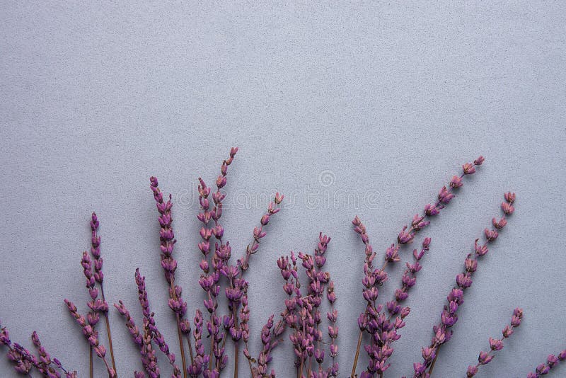 Brindilles des fleurs de lavande disposées en frontière inférieure sur Grey Stone Background dans le style de vintage Mariage de