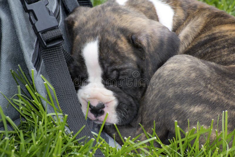 Brindle boksera szczeniaka dosypianie na kamery torbie zdjęcie stock Brindle boksera szczeniaka dosypianie na kamery torbie zdjęcie stock