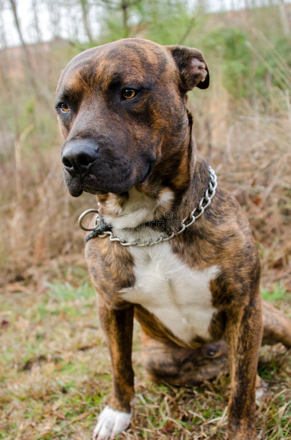 Old Bull Dog Breed Image Old Bull Dog Breed Image