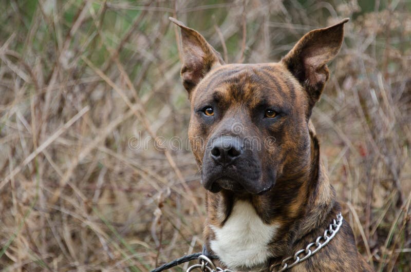 Brindle Boxer Bulldog Mixed Breed Dog Stock Photo - Image of shelter