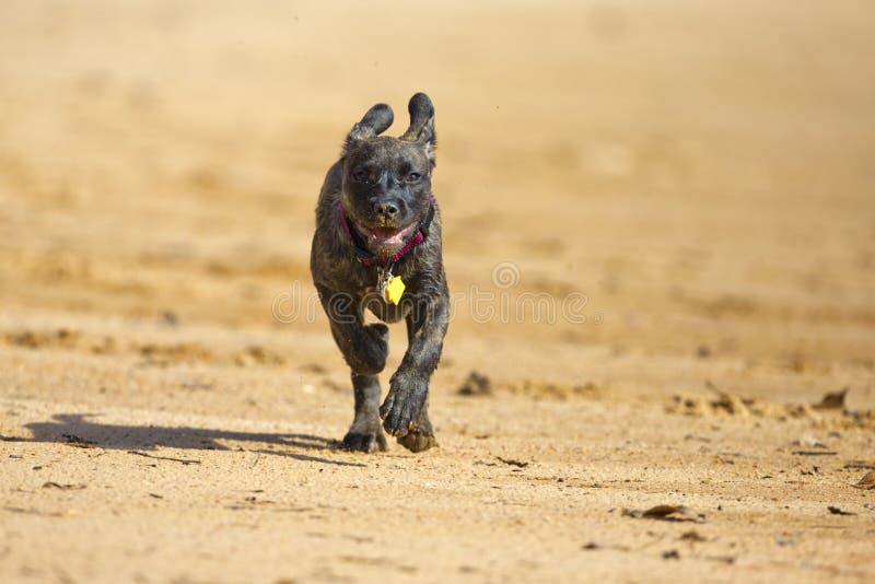 Brindle Boxer Lab Mix Dog Runs Water Stock Photos Free & RoyaltyFree