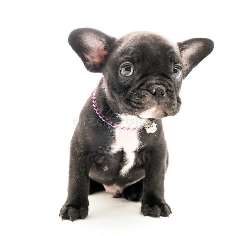 Brindle French Bulldog Puppy Stock Photo - Image of black, portrait ...