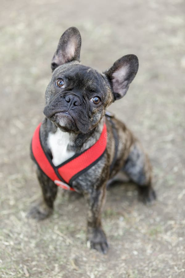 Black Brindle White Frenchie Male Standing Over His Toy. Stock Photo ...