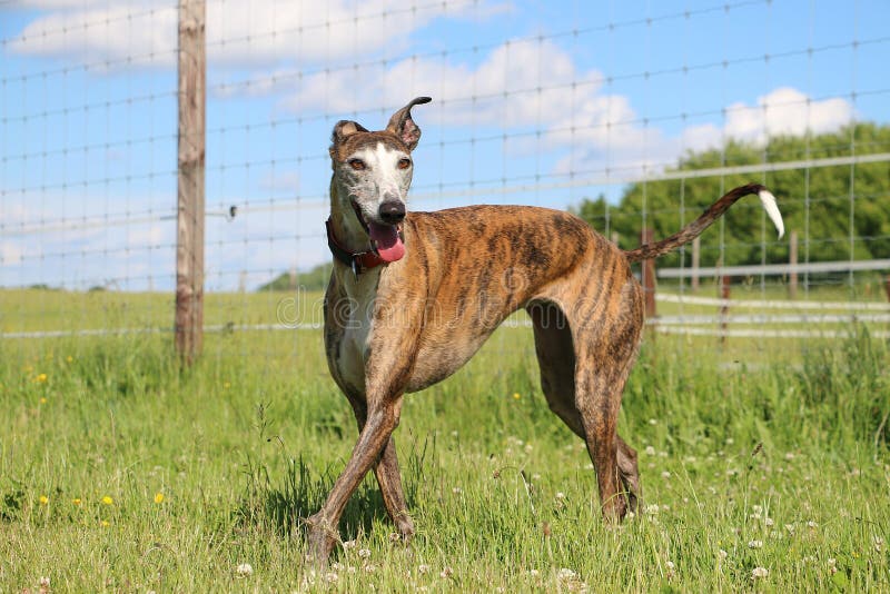 Beautiful brindle galgo is standing in the garden n front of the fence