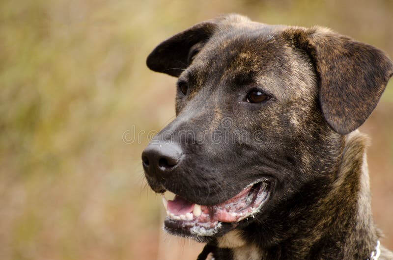 Brindle Holenderska baca mieszający trakenu pies obrazy royalty free Brindle Holenderska baca mieszający trakenu pies obrazy royalty free
