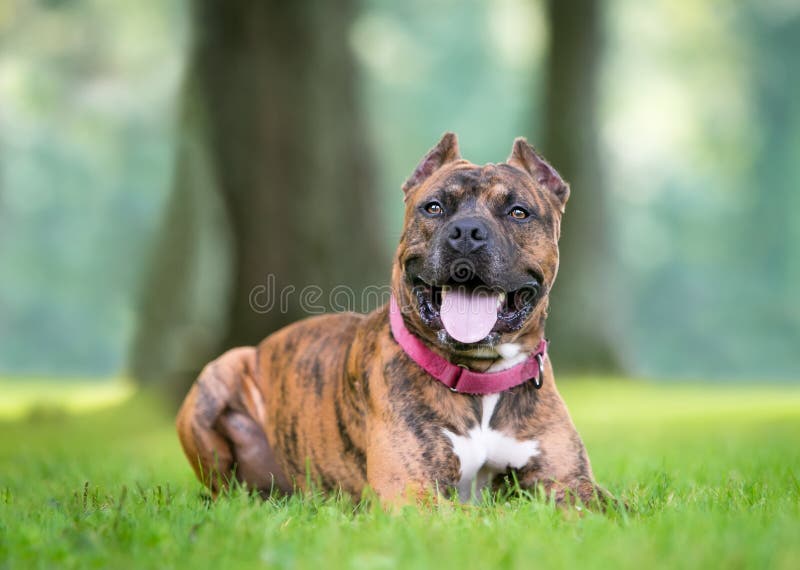 A Brindle Mixed Breed Dog with Cropped Ears Stock Image Image of look