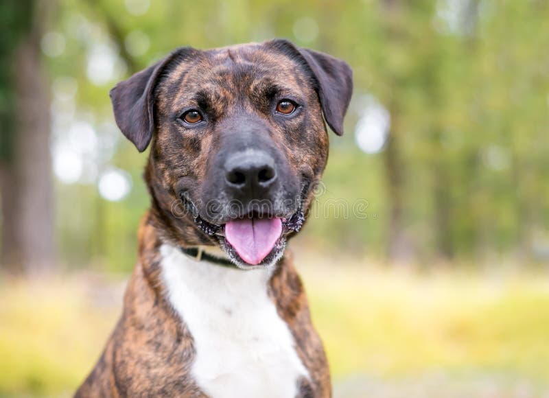A Brindle Mixed Breed Dog Looking at the Camera Stock Image Image of