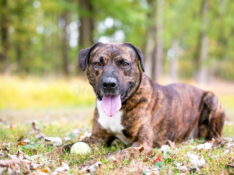 A Brindle Mixed Breed Dog Lying in the Grass Stock Photo Image of