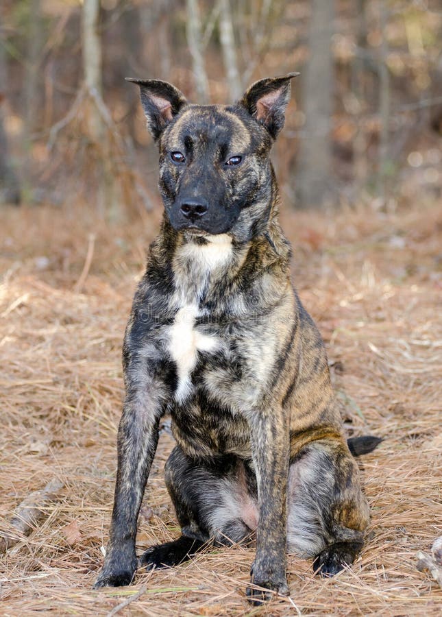 brindle shepherd pit mix