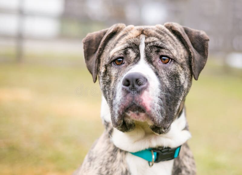 A Brindle and White American Bulldog Mixed Breed Dog Stock Photo Image of expressive, look