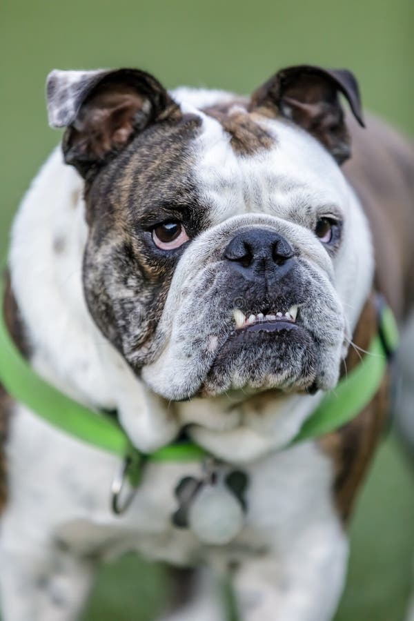 Bulldog Under Bite Stock Photos - Free & Royalty-Free Stock Photos from ...