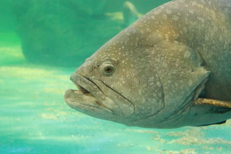 brindlebass, brun prickig torsk, humlahavsaborre eller jättehavsaborre arkivbilder brindlebass, brun prickig torsk, humlahavsaborre eller jättehavsaborre arkivbilder