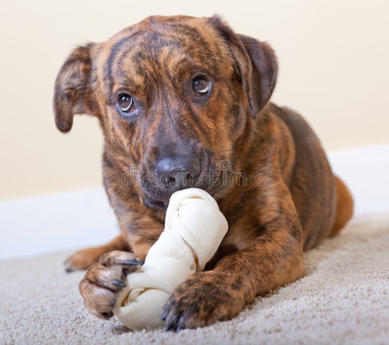 Brindled hound with a bone