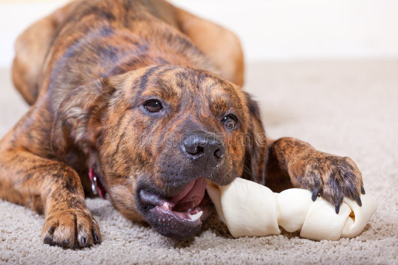 Brindled hound with a bone