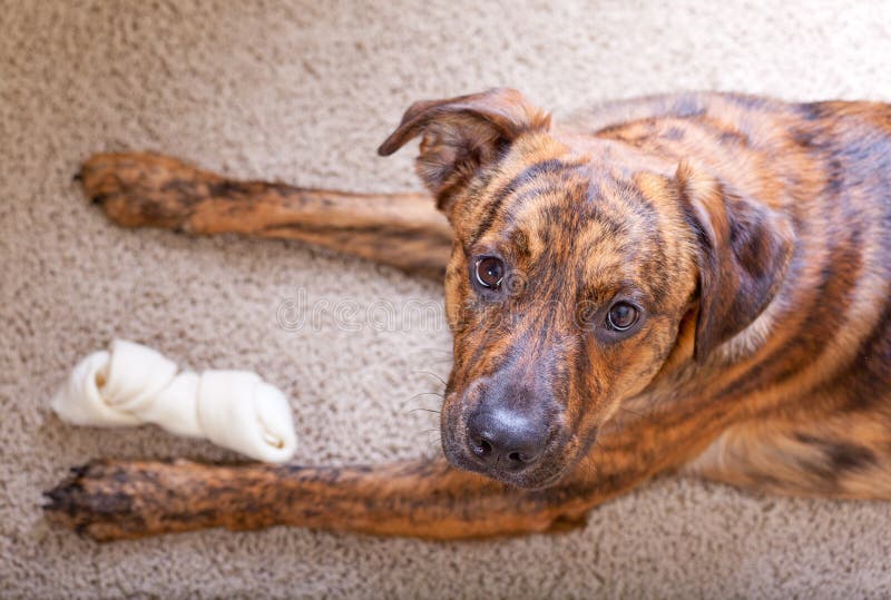 Brindled hound with a bone