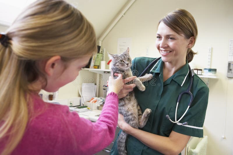 bringing cat examination girl vet young στοκ εικόνες με δικαίωμα ελεύθερης χρήσης bringing cat examination girl vet young στοκ εικόνες με δικαίωμα ελεύθερης χρήσης