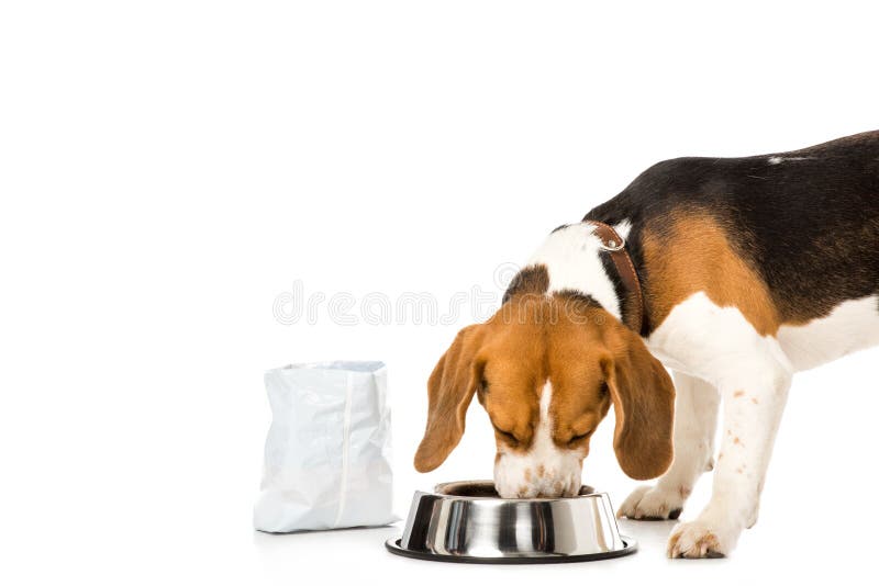 briquet mangeant des aliments pour chiens d'isolement photographie stock briquet mangeant des aliments pour chiens d'isolement photographie stock