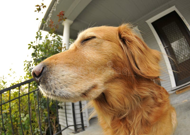 Golden Retriever Puppy Dog Up-close Feeling the Breeze. Golden Retriever Puppy Dog Up-close Feeling the Breeze