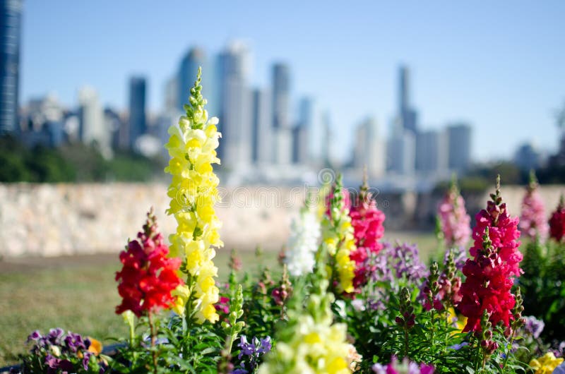 Brisbane city floral stock image. Image of nature, central 141441859