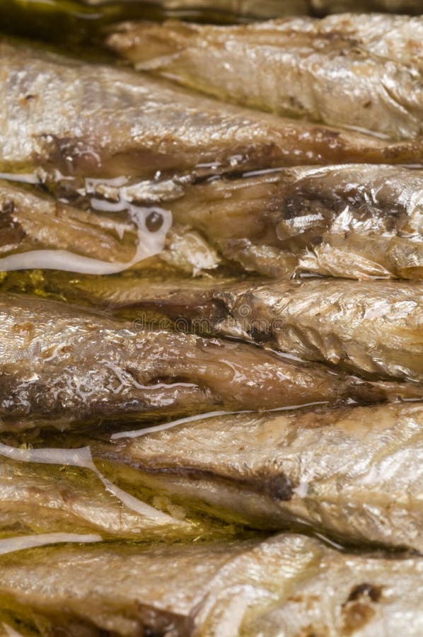 Brisling Sardines from Norway Stock Photo Image of background, food 10046448