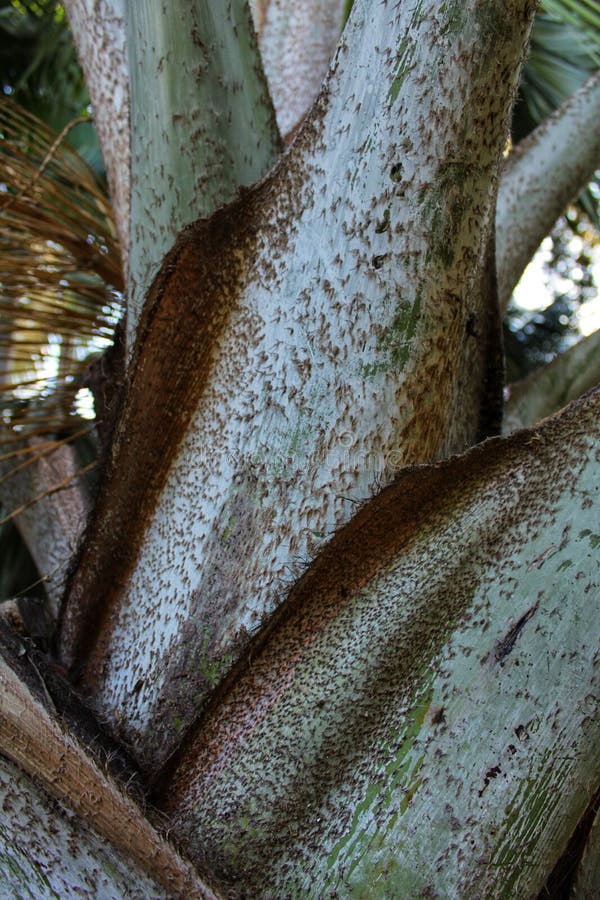 Bismarckia nobilis branches royalty free stock photos Bismarckia nobilis branches royalty free stock photos