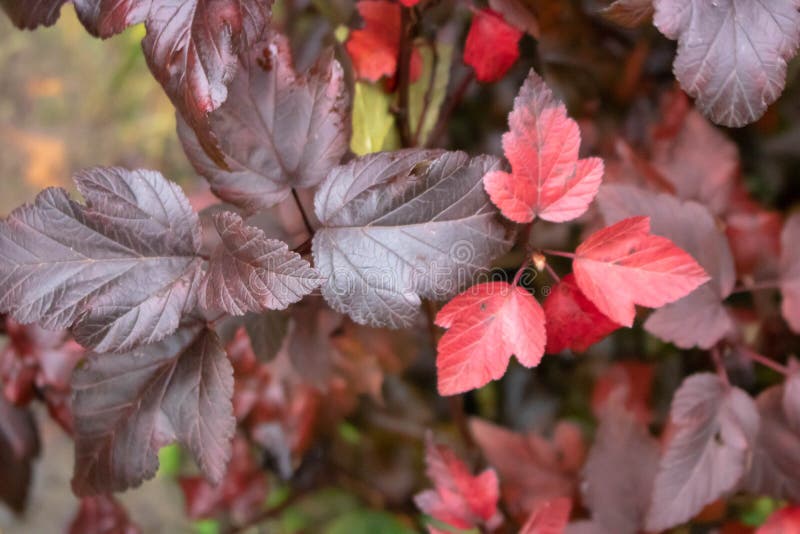 Bristfärgat höstblad Fall blad på naturlig bakgrund Rött pigmentblad på höstlandskapet Återger ändringsfärg arkivbilder Bristfärgat höstblad Fall blad på naturlig bakgrund Rött pigmentblad på höstlandskapet Återger ändringsfärg arkivbilder