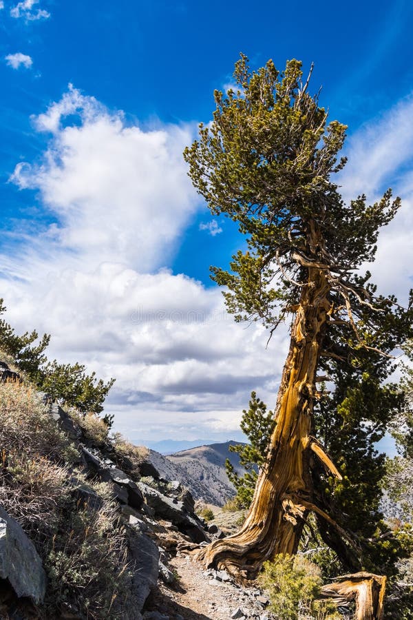 Bristlecone Pine Pinus Longaeva On The Trail To Telescope ...