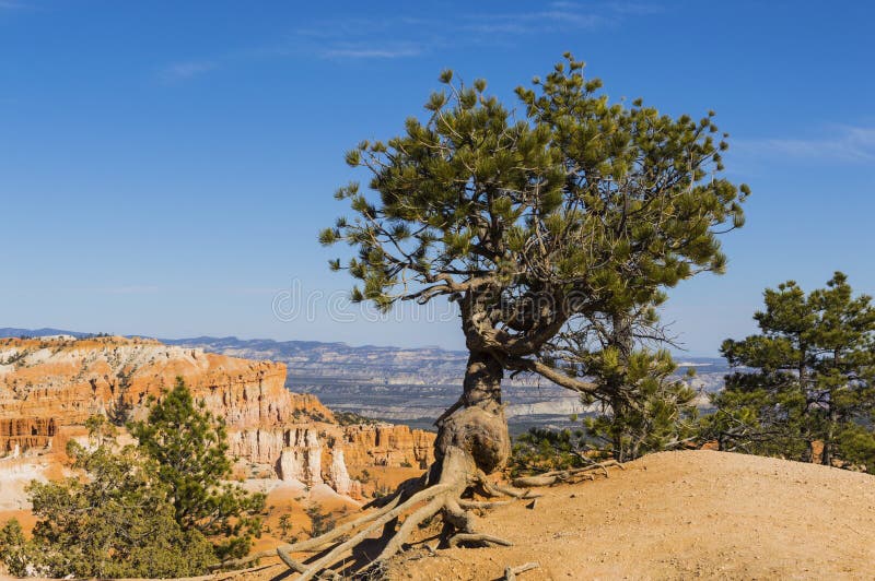 Bristleconepijnboom tegen blauwe hemel in Bryce Canyon wordt gesilhouetteerd dat stock afbeeldingen Bristleconepijnboom tegen blauwe hemel in Bryce Canyon wordt gesilhouetteerd dat stock afbeeldingen