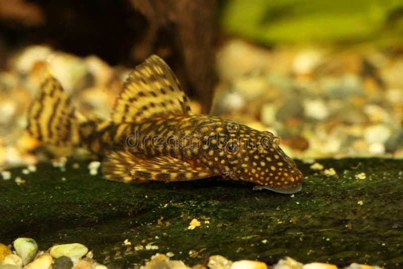 Bristlenose Catfish Aquarium Fish Bushynose Pleco Stock Photo Image