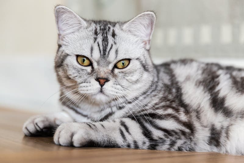 Britisch Kurzhaar-Katze, Die Die Kamera Liegt Und Betrachtet Portr?t