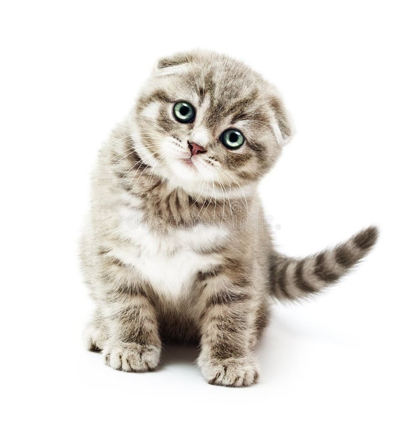 Kitten on white background.British Shorthair cat. Kitten on white background.British Shorthair cat.