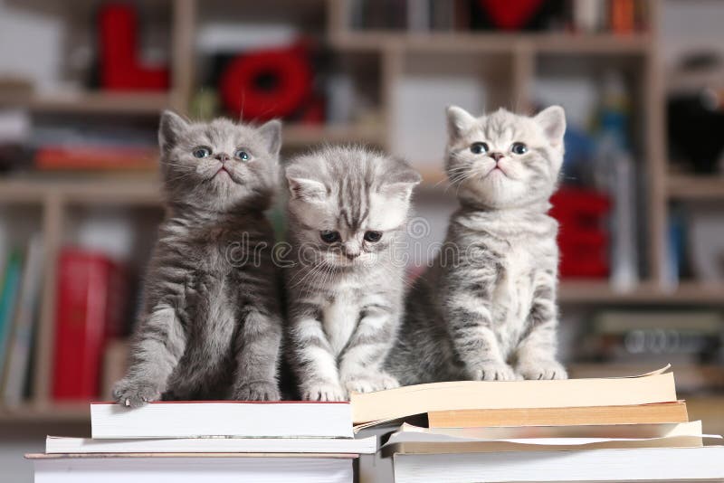 British Shorthair kittens sitting on some books, in the library. British Shorthair kittens sitting on some books, in the library