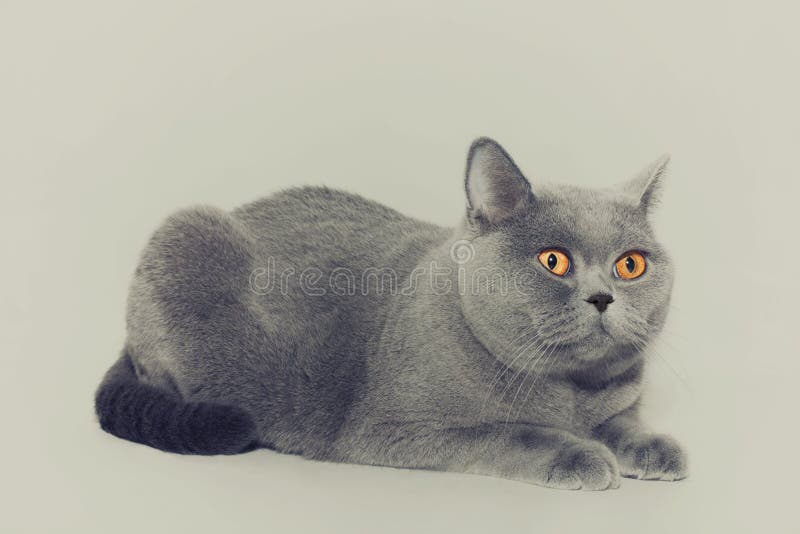 Portrait of beautiful young short-haired British gray cat with yellow eyes on a light background. Portrait of beautiful young short-haired British gray cat with yellow eyes on a light background