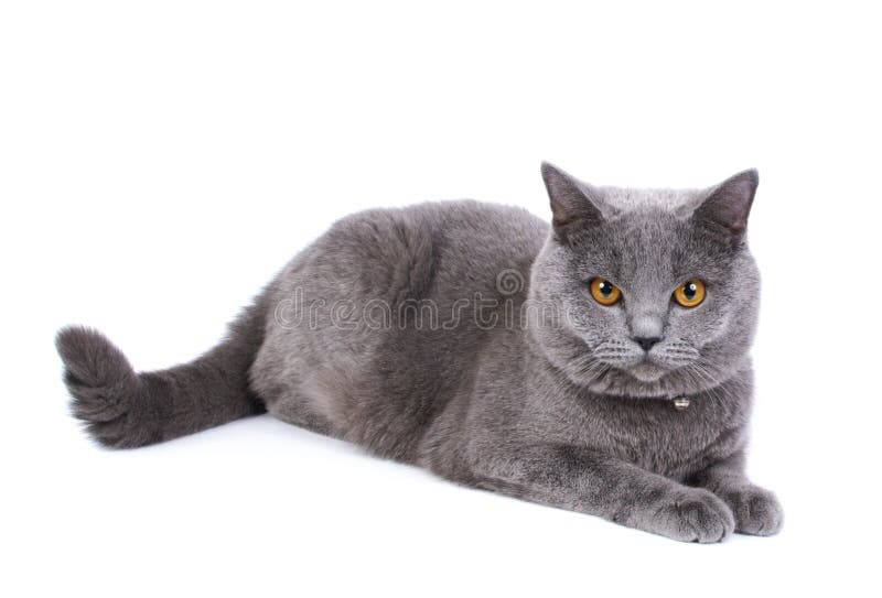 British blue cat isolated on the white background. British blue cat isolated on the white background