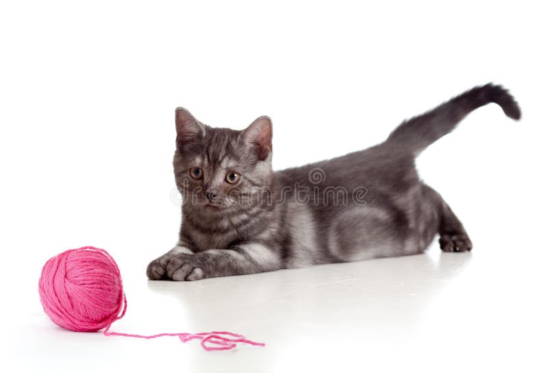 British cat playing red clew or ball on white. British cat playing red clew or ball on white