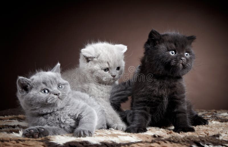 Three british short hair kittens. Three british short hair kittens