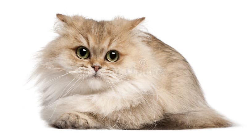 British Longhair cat, 3 years old, lying in front of white background. British Longhair cat, 3 years old, lying in front of white background