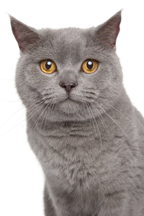 Portrait of British Shorthair cat on a white background. Portrait of British Shorthair cat on a white background