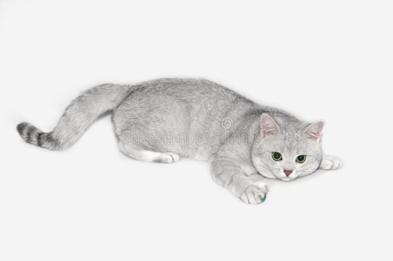 British shorthair silver shadow cat. British shorthair silver shadow cat