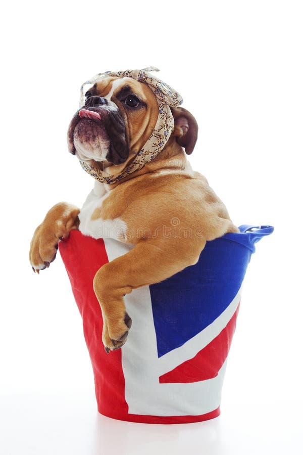 Patriotic British Bulldog Puppy washer woman. Patriotic British Bulldog Puppy washer woman