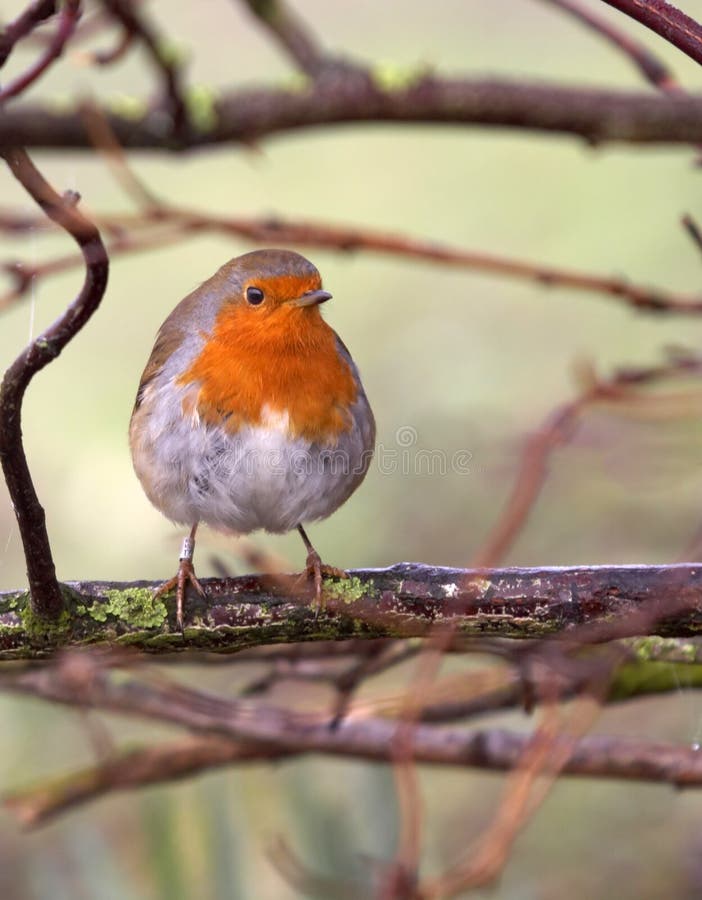 Britischer Robin Britischer Robin