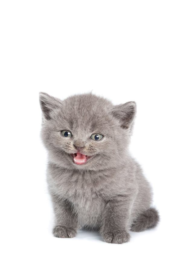 British short-hair kitten isolated on white. British short-hair kitten isolated on white