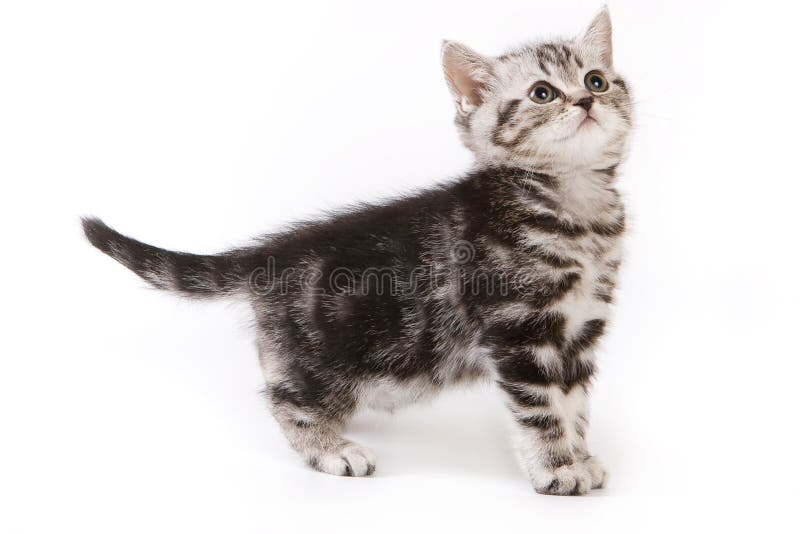 British kitten isolated on white background. British kitten isolated on white background