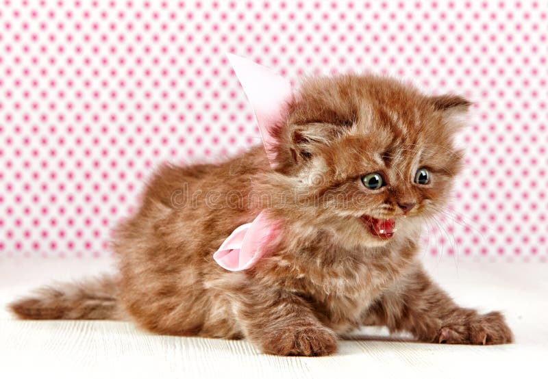 British long hair kitten on a pink polka dot background. British long hair kitten on a pink polka dot background