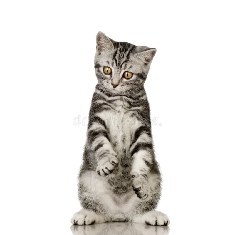 British Shorthair in front of a white background. British Shorthair in front of a white background