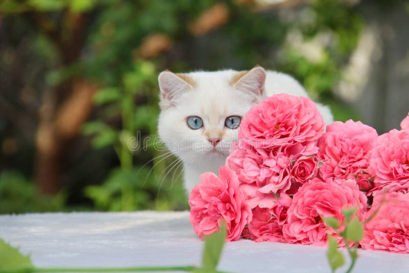 Britisches Shorthair K?tzchen stockfotografie Britisches Shorthair K?tzchen stockfotografie