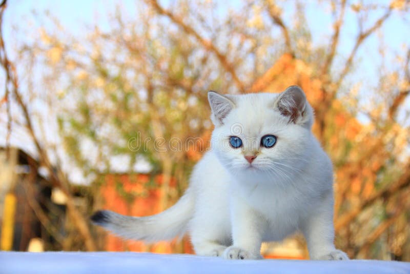 Britisches Shorthair K?tzchen stockfoto Britisches Shorthair K?tzchen stockfoto
